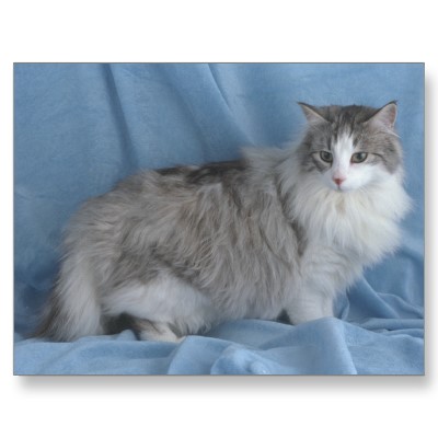 Jaysnow Cats Of The Clans Wiki Fandom