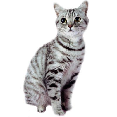 image catd jpg cats of the clans wiki fandom powered by wikia