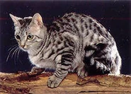 Кошка | Кошки вики | FANDOM powered by Wikia