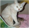 Cat12