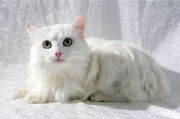 Angóra macska Wiki cat, rajongók powered by Wikia