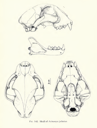 200px-Cheetahskull