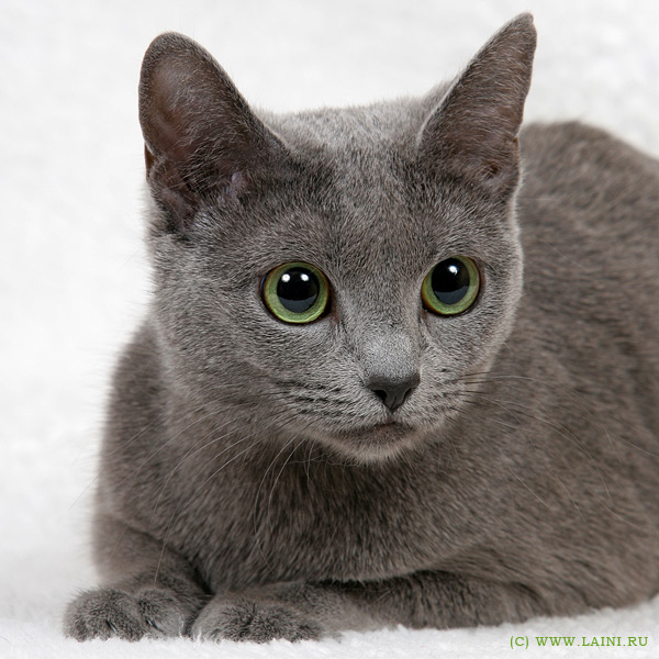 кошка породы голубая русская фото онлайн кошка породы голубая русская фото