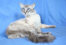Balinese-cat-3.jpg.pagespeed.ce.0lK42FIa3w