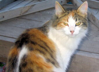Tortoiseshell Cat Catstips Wiki Fandom