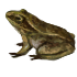 Лягушка