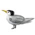 Опять Чайка
