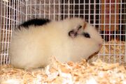 Teddy guinea pig