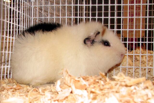 File:Teddy guinea pig.jpg