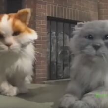 Cats Eyes Cbbc Fandom