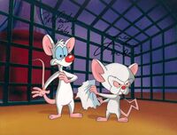 Pinky and the Brain