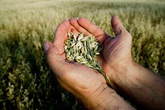 Handseed