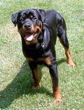 Rottweiler-12907