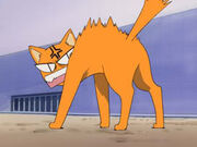 Kissa