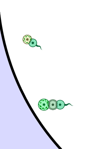 File:Immune phota.png