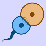 300px-Basic Swimmer