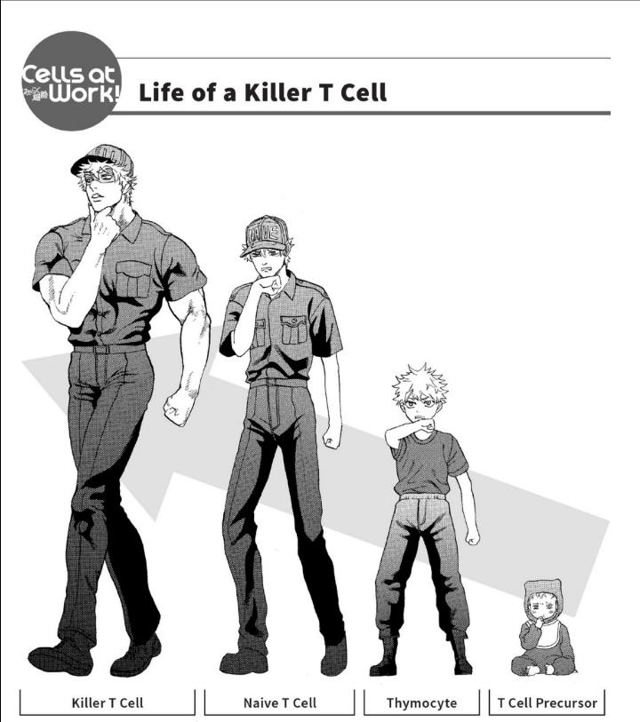 Killer T Cell | Cells at Work! Wiki | Fandom