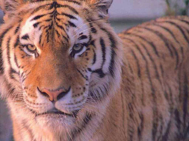 File:Tiger.jpg