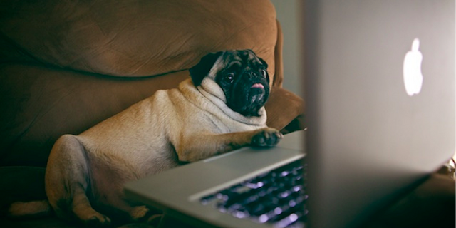 File:Pug using chat.png