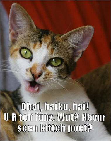 File:Haiku cat.jpg