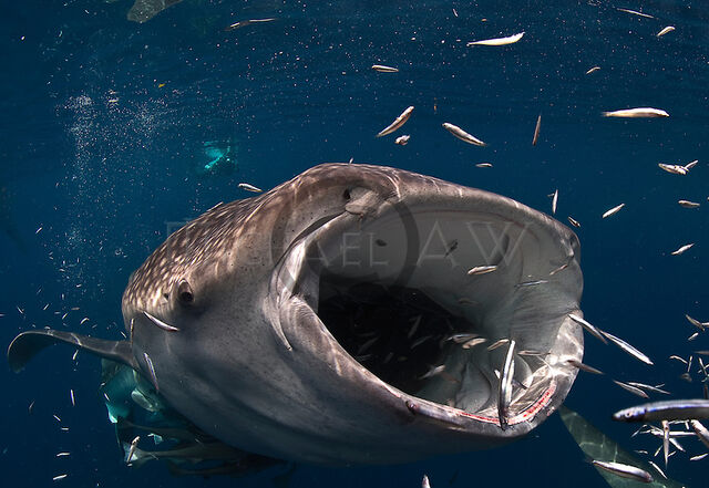 File:Spartacus0898 Whale Shark.jpg