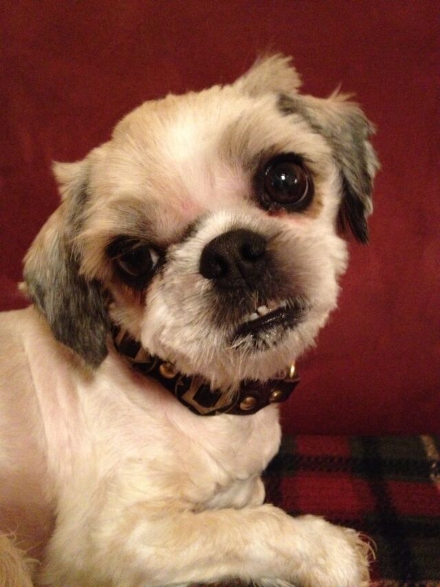 File:Cheewe my dog.jpg