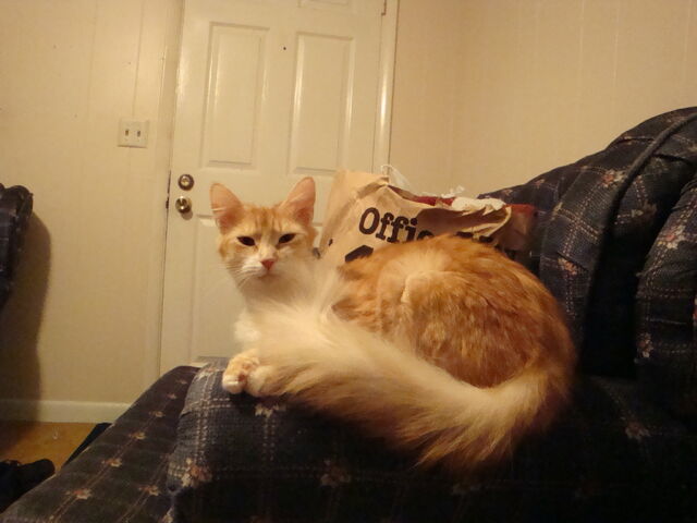 File:Kitty.jpg