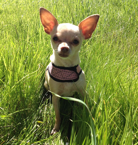 File:Daisy Dewclaw.jpg