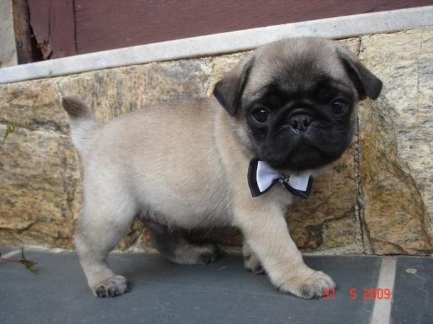 Image Favimcom Awn Cute Dog Filhote Pug 336686jpg Community