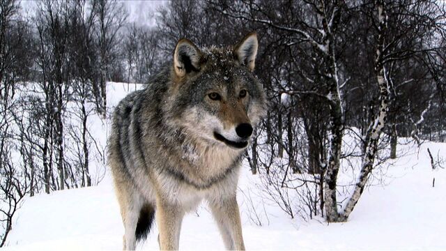 File:193103-wolves3-wolf-large.jpg