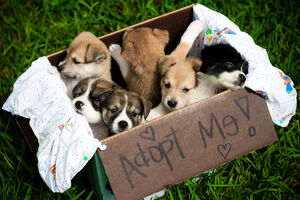 AdoptMe