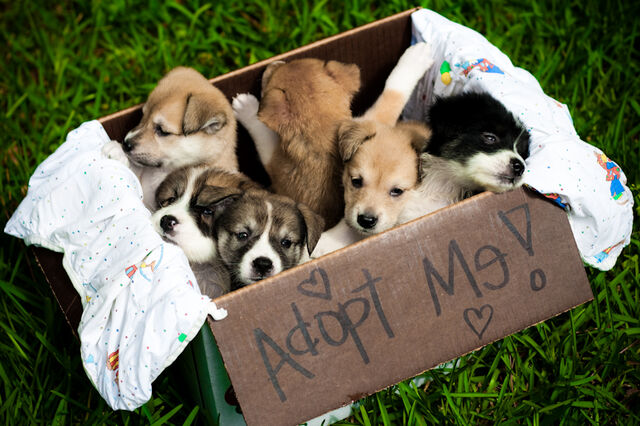 File:AdoptMe.jpg