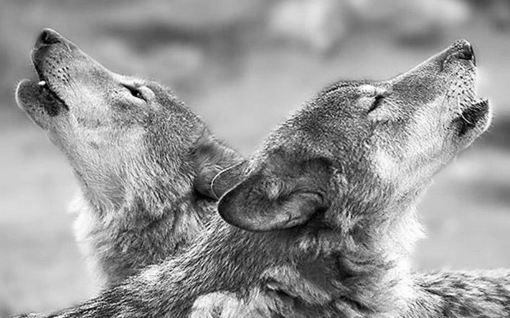image dog backgrounds lovely