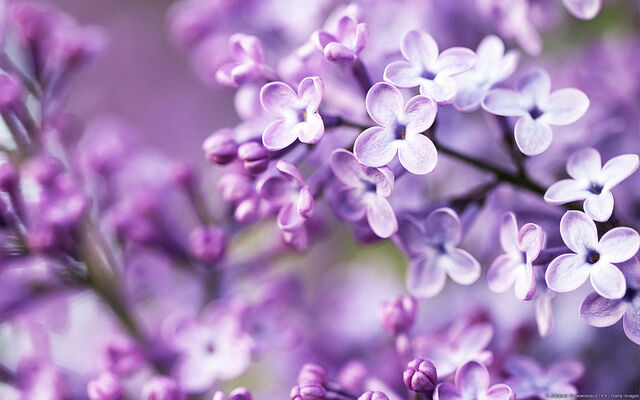 File:Cherry Blossom Background.jpg