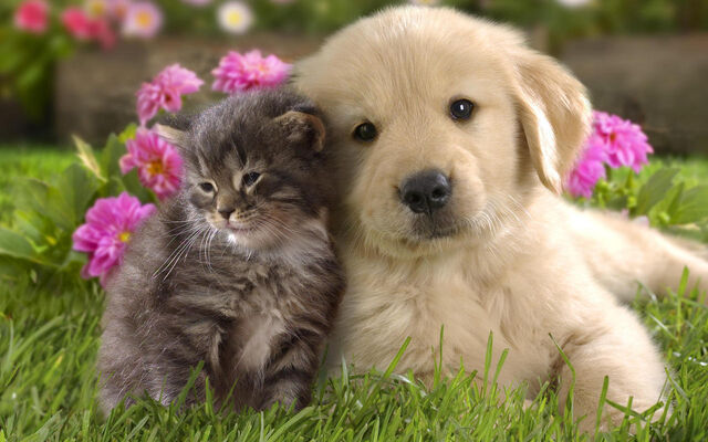 File:Puppy and kitten.jpg