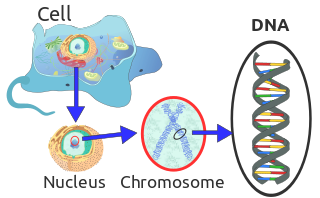image dna png community