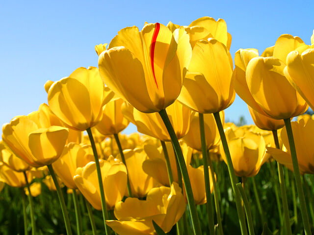 File:Tulips.jpg