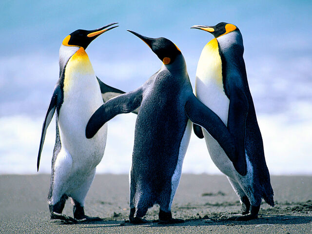 File:Penguins MG12 .jpg