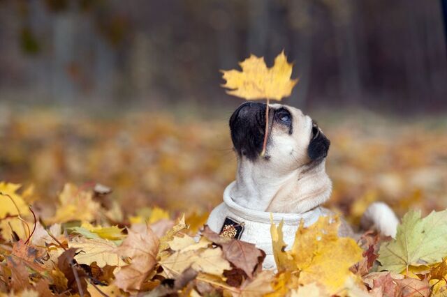 File:Fall pug.jpg