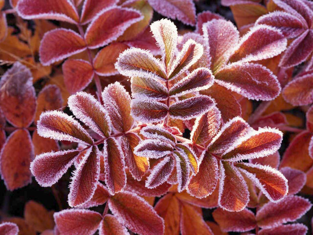 File:Winter Leaves.jpg