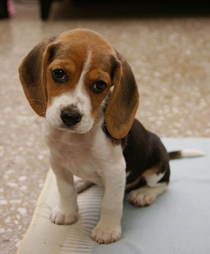 Image - Cute-puppy-dog-face-awesome-pics.jpg | Community Central ...