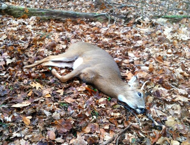 File:Deer.jpg