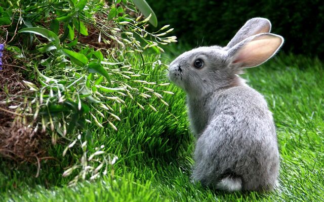 File:Domestic rabbit European rabbit widescreen wallpaper.jpg