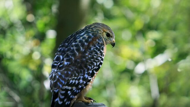 File:6968498-bird-hawk-focus-1366x768.jpg