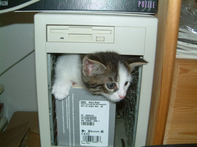 File:Computer cat.jpg