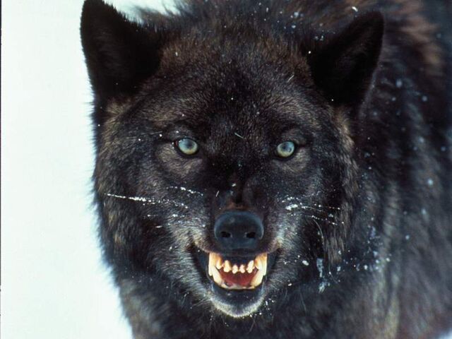 File:Wolves 005.jpg