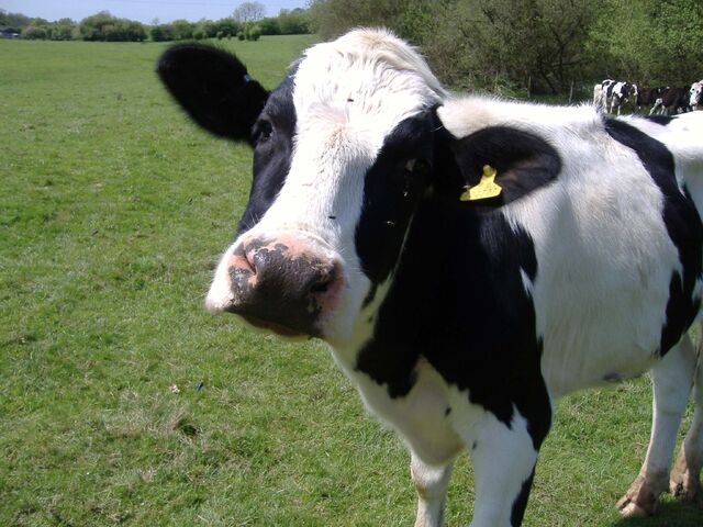 File:Cow1.jpg