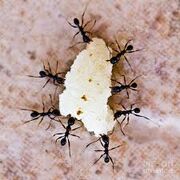 TeamworkAnts