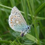 Polyommatus icarus
