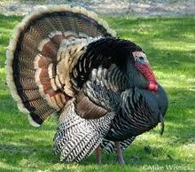 Turkey download